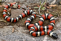 Sierra Mountain Kingsnake