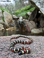 California Mountain Kingsnake