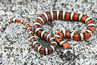 Sierra Mountain Kingsnake