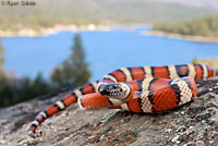 Sierra Mountain Kingsnake