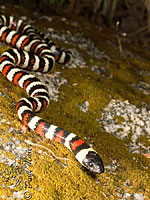 Sierra Mountain Kingsnake