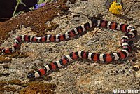 Sierra Mountain Kingsnake