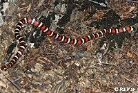 Sierra Mountain Kingsnake