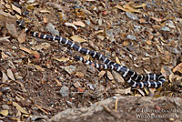 Sierra Mountain Kingsnake