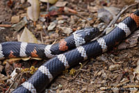 Sierra Mountain Kingsnake