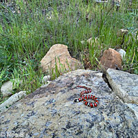 Coast Mountain Kingsnake