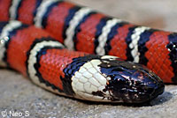 Coast Mountain Kingsnake