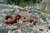 Coast Mountain Kingsnake