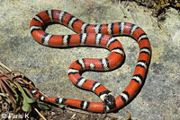 Coast Mountain Kingsnake