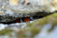 Coast Mountain Kingsnake