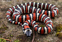 Coast Mountain Kingsnake