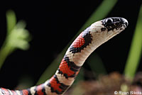 Coast Mountain Kingsnake