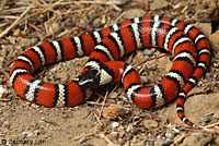 Coast Mountain Kingsnake