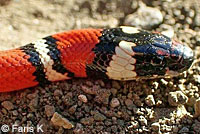 Coast Mountain Kingsnake