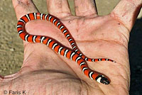 Coast Mountain Kingsnake