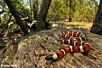 California Mountain Kingsnake