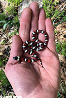 California Mountain Kingsnake