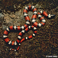 Coast Mountain Kingsnake