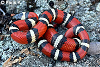 St. Helena Mountain Kingsnake