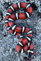 St. Helena Mountain Kingsnake