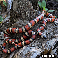 Coast Mountain Kingsnake