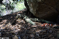 Coast Mountain Kingsnake