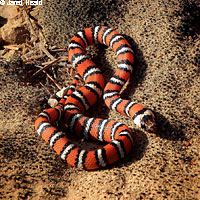 Coast Mountain Kingsnake