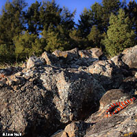 Coast Mountain Kingsnake