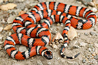 Coast Mountain Kingsnake