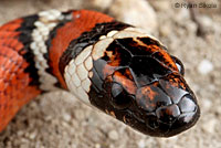 Coast Mountain Kingsnake