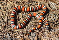 Coast Mountain Kingsnake