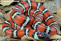 Coast Mountain Kingsnake