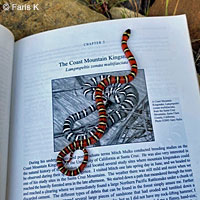 Coast Mountain Kingsnake