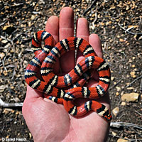 Coast Mountain Kingsnake