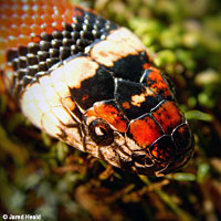 Coast Mountain Kingsnake