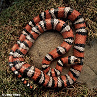 Coast Mountain Kingsnake