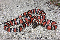 Coast Mountain Kingsnake