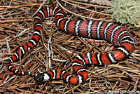 Coast Mountain Kingsnake