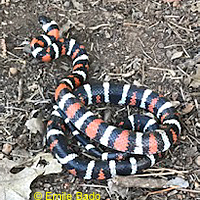 California Mountain Kingsnake