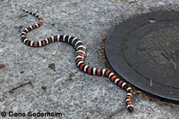 California Mountain Kingsnake