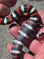 California Mountain Kingsnake