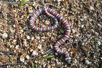 Coast Mountain Kingsnake