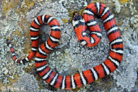 Coast Mountain Kingsnake