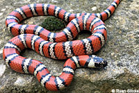 Coast Mountain Kingsnake