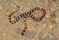 Coast Mountain Kingsnake