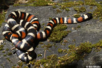 California Mountain Kingsnake