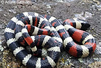 Sierra Mountain Kingsnake