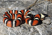 Sierra Mountain Kingsnake