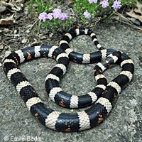 Sierra Mountain Kingsnake