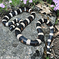 Sierra Mountain Kingsnake